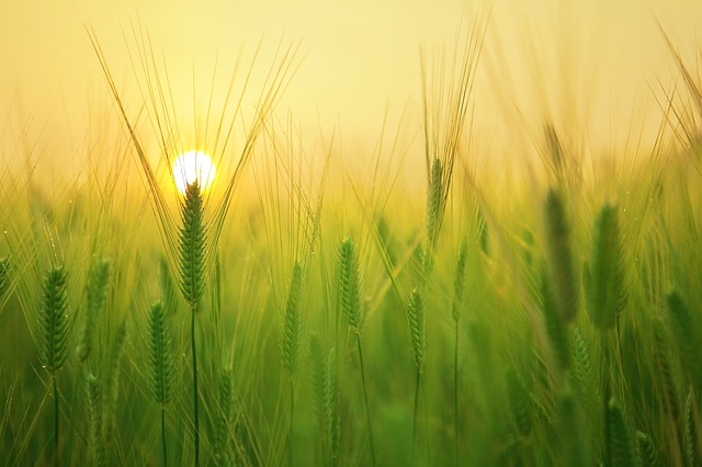 barley field 1684052 640