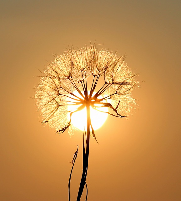 dandelion 1557110 640