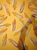 Drents Museum - mayawijsheid.nl