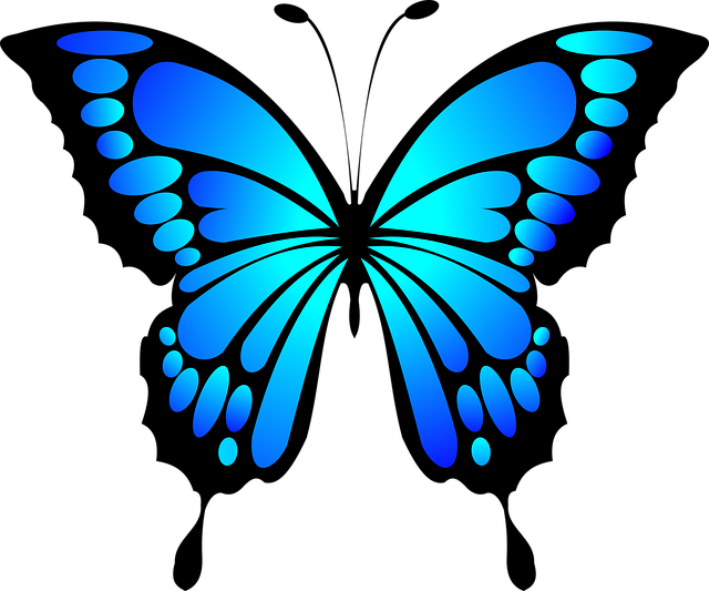 zonnejaar 2024 butterfly 2028591 640