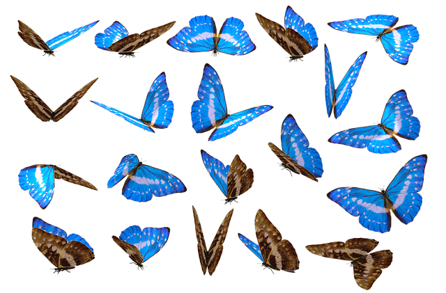 zonnejaar2024 butterfly 1718142 640
